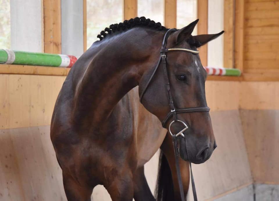 Czech Warmblood